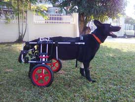 Dog in wheelchair