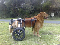 Golden retriever in K9 Cart in the surf