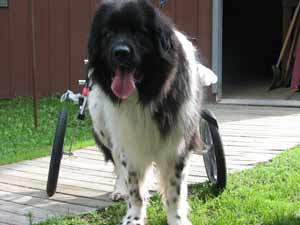 Newfoundland Horatio in Dog wheelchair