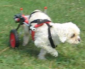 Little Dog in dog wheelchair