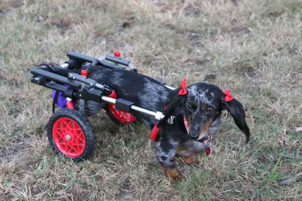 Dachshund in Dog wheel chair