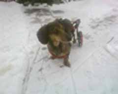 Dachshund in K9 Cart