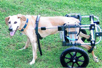 Rhodesian Ridgeback in dog wheelchair