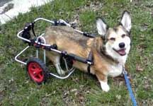 Corgi with DM in K9 Cart