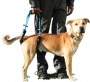 Dog_Harnesses_4cc339c53e47e.jpg