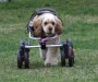 Forelimb K9 Cart wheelchair