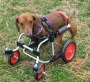 Dachshund Forelimb Wheelchair