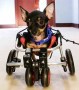 Chihuahua Forelimb wheelchair